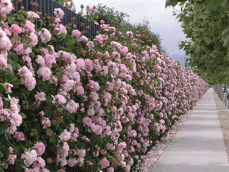Плетистые розы забор фото Парковые Розы: ТОП-17 Лучших Сортов для Сада 100+ Фото Giardino di rose, Siepi d