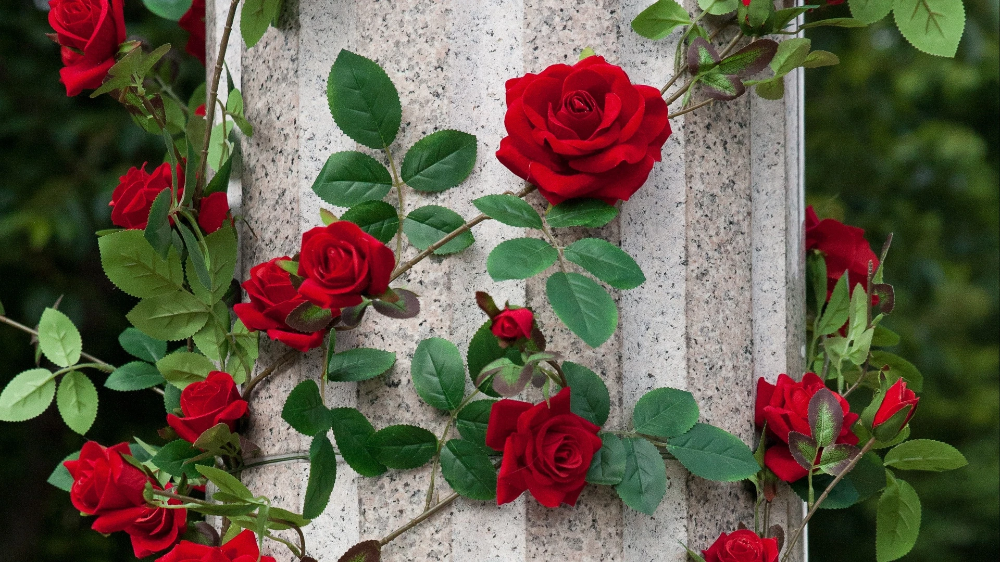 Плетистые розы забор фото Shop Live Bush Roses - Roger's Gardens Kırmızı gül, Güller, Çiçekçiler