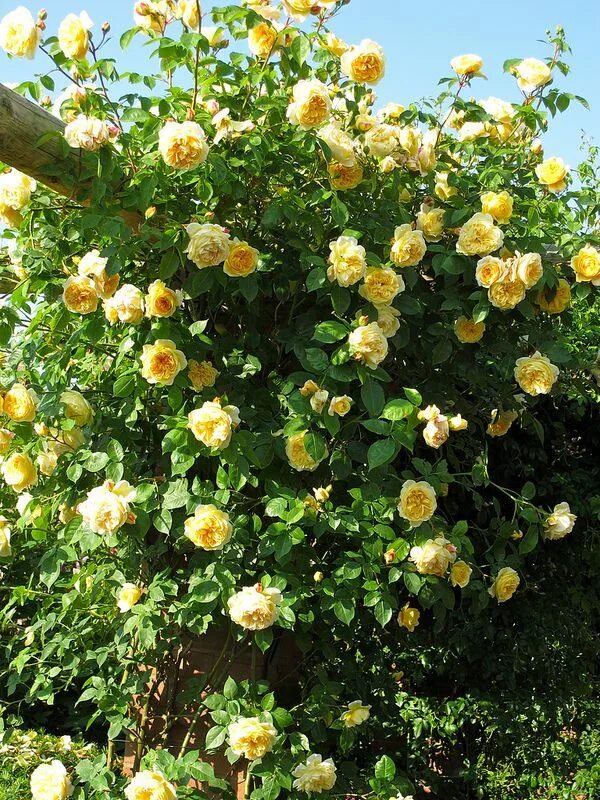 Плетистые желтые розы фото и названия Teasing Georgia' English Climbing Roses Climbing roses, Climbing flowers, Yellow