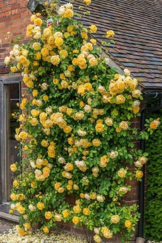 Плетистые желтые розы фото и названия 50 Wonderful Climbing Roses On House Make a Beauty Ideas Climbing roses, Climbin