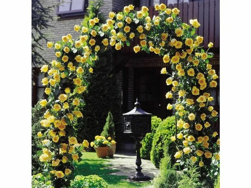 Плетистые желтые розы фото и названия popínavé ruže Yellow climbing rose, Climbing roses, Garden seeds