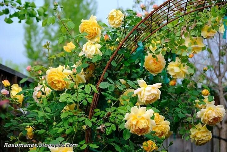 Плетистые желтые розы фото и названия Golden Celebration climbing rose Yellow climbing rose, Climbing roses, Golden ce