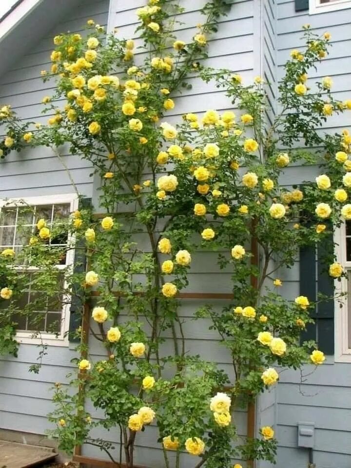 Плетистые желтые розы фото и названия Pin by Diane Plante Bruneault Choupet on Déco intérieur , extérieur , jardin Urb