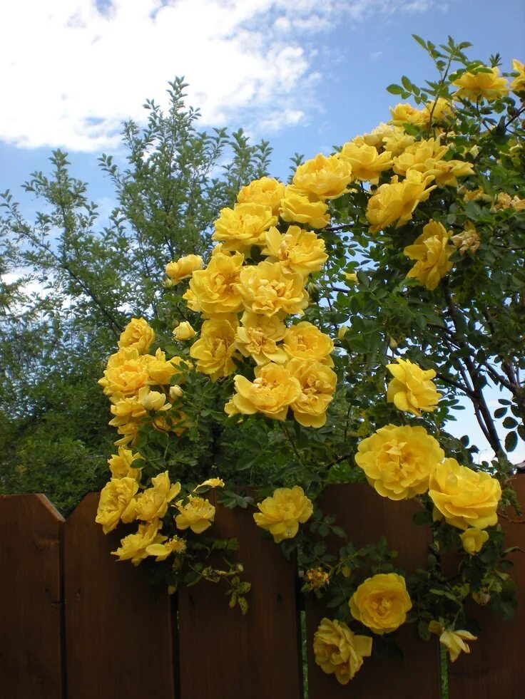 Плетистые желтые розы фото и названия Yellow Climbing Rose Climbing roses, Yellow climbing rose, Rose vines
