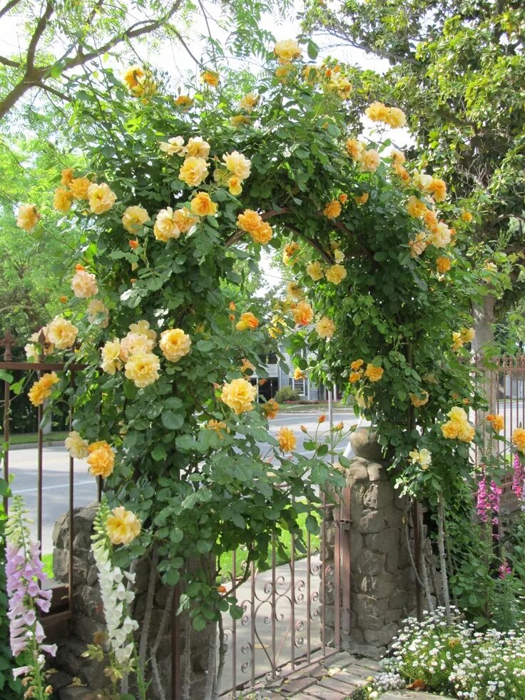 Плетистые желтые розы фото и названия Autumn Sunset roses on arch in side yard. They are such a beautiful shade of yel