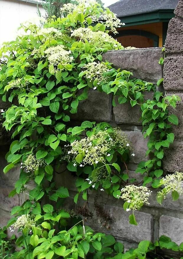 Плетущаяся гортензия фото и описание bilder und notizen: Hydrangea anomala ssp. petiolaris, Kletterhortensie, Kletter