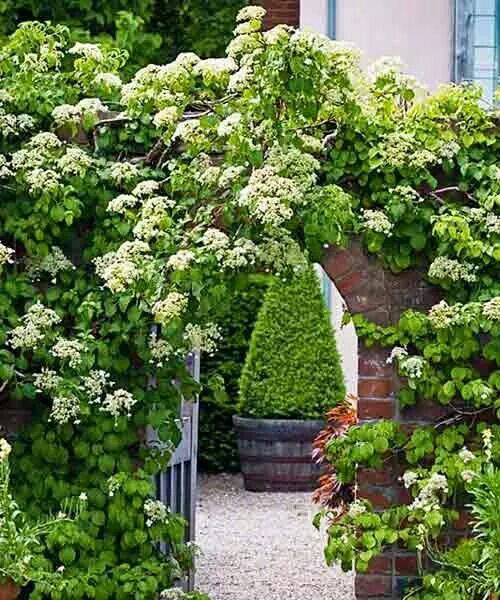 Плетущаяся гортензия фото и описание Pin by Pia Bondesson on Gardening Shade plants, Climbing plants, Garden structur