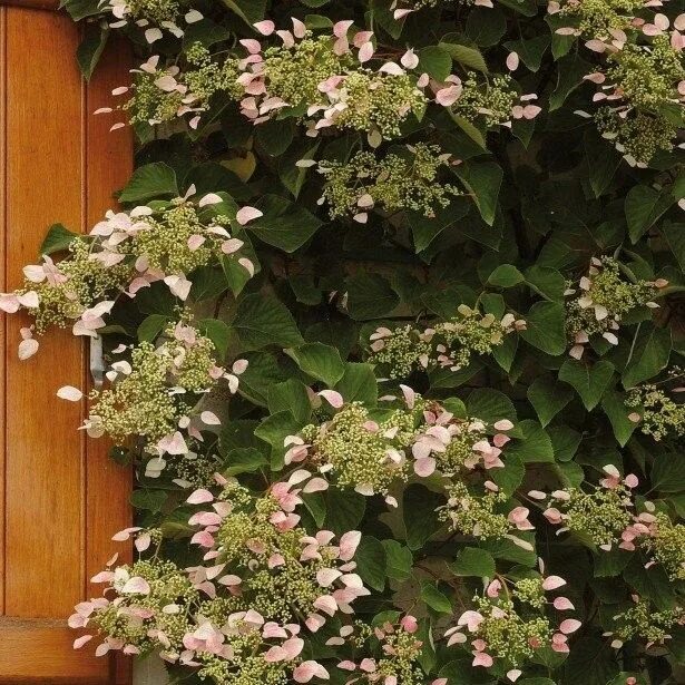 Плетущаяся гортензия фото и описание Schizophragma hydrangeoides Rose Sensation (Roseum) Rose, Climbing plants, Hydra
