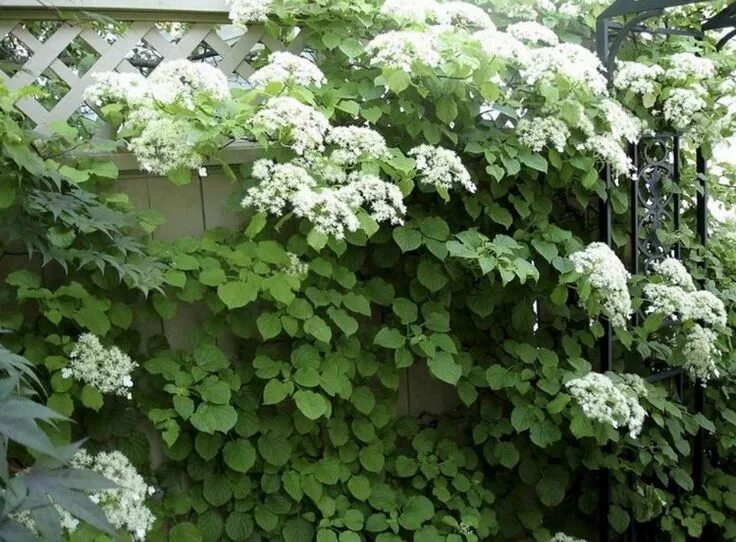 Плетущаяся гортензия фото и описание Kletterhortensie-Hydrangea-petiolaris-weiss-bluehend-sichtschutz-holzzaun Climbi