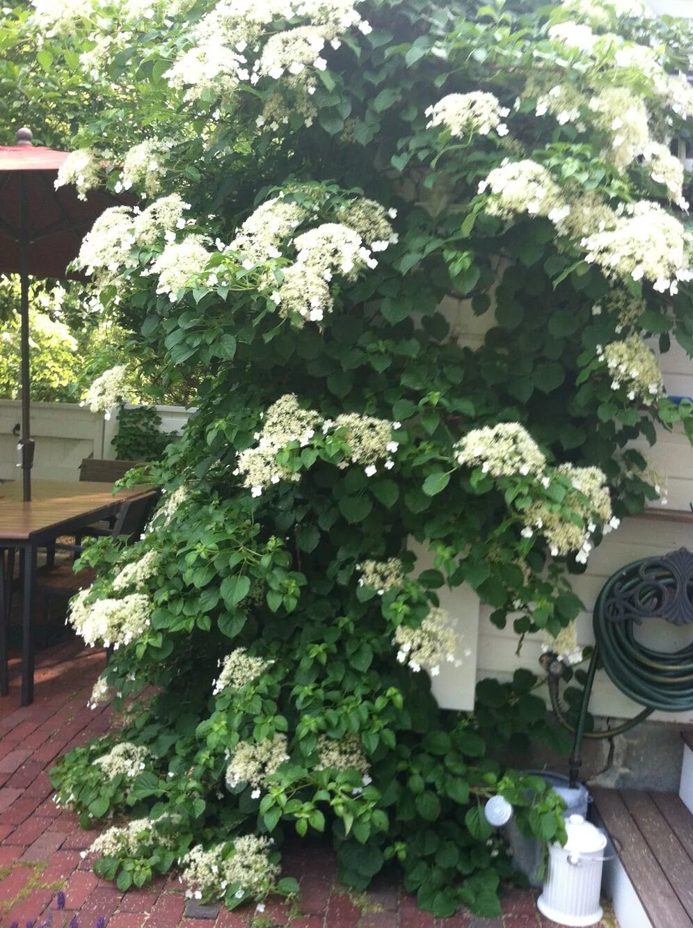 Плетущаяся гортензия фото и описание Climbing Hydrangea Climbing hydrangea, Hydrangea, French country style