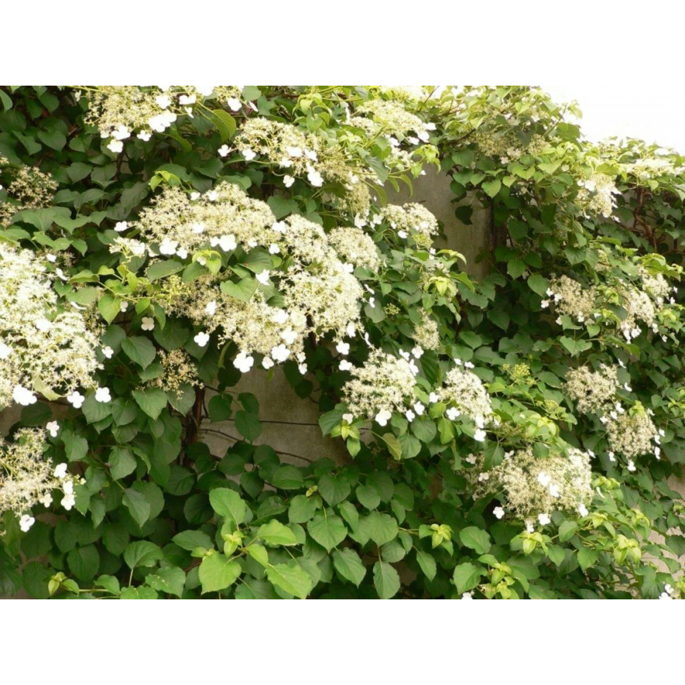 Плетущаяся гортензия фото и описание Гортензия черешковая Hidrangea petiolaris купить в Москве саженцы из питомника G