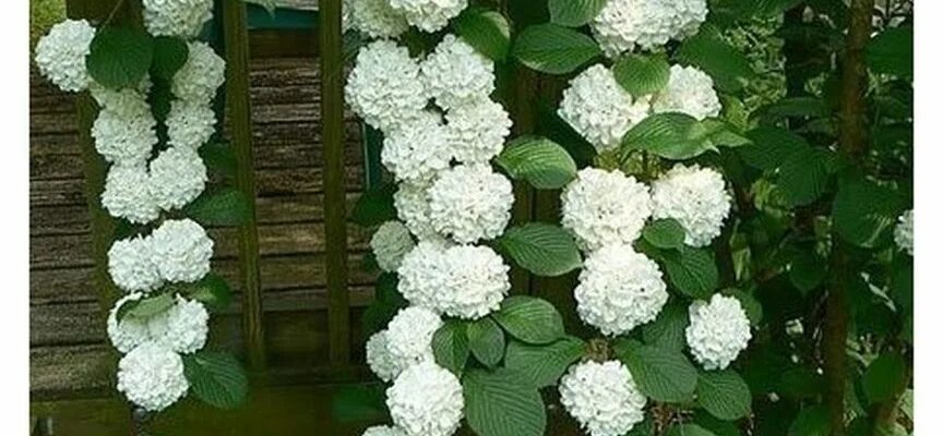 Плетущаяся гортензия фото и описание Вьющиеся гортензии сорта, фото с названиями, уход, 4 вида