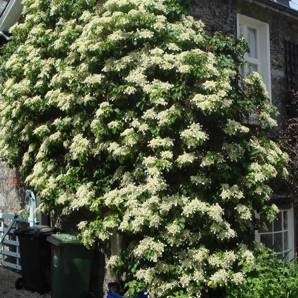 Плетущаяся гортензия фото и описание Hortensia trepadora (Hydrangea petiolaris): Cultivo, riego y cuidados Plantas - 