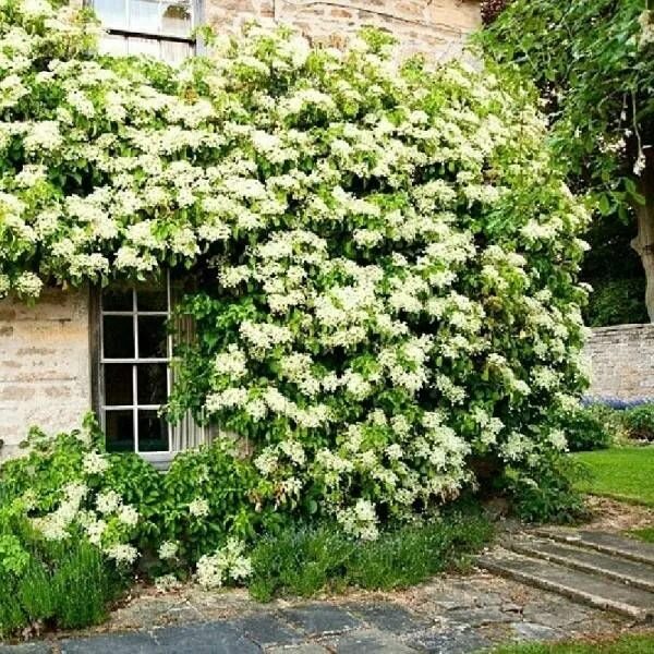Плетущаяся гортензия фото и описание Hydrangea Petiolaris (grimpant) Jardins champêtres, Hortensias, Hortensia grimpa