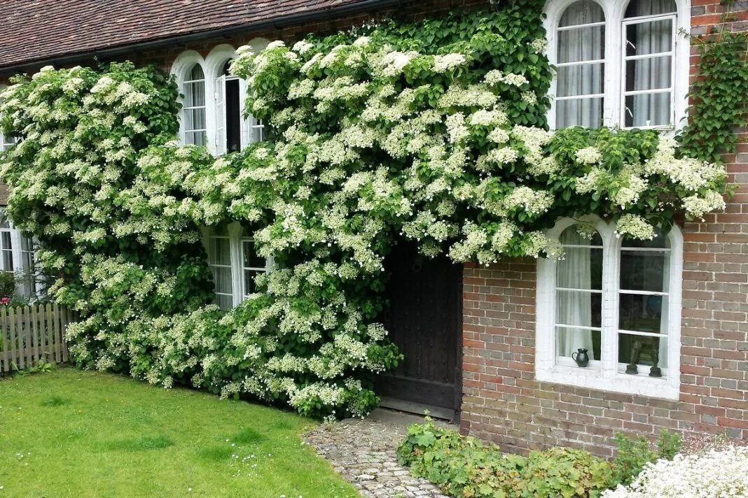 Плетущаяся гортензия фото и описание Гортензия черешковая (Hydrangea petiolaris) - Растения 26