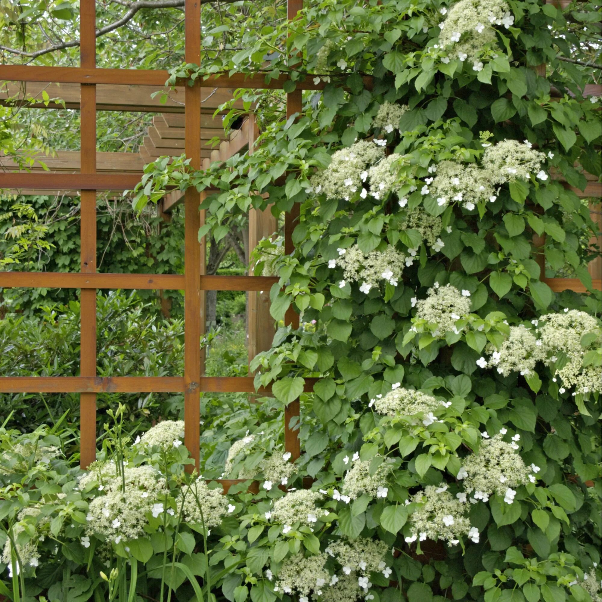 Плетущаяся гортензия фото и описание Climbing Hydrangea: Climbers with decorative umbrella shaped flowers Climbing hy