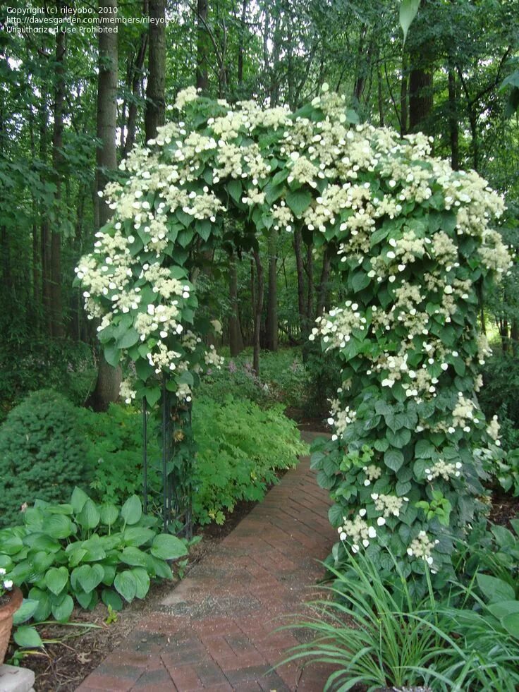 Плетущаяся гортензия фото и описание for Aubrey's patch, a climbing hydrangea up the doors. Beautiful gardens, Climbi