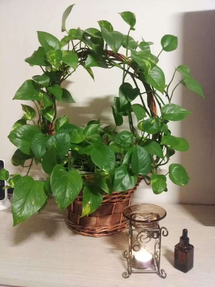 Плетущееся комнатное растение фото Scindapsus aureus House plants decor, Plant decor, Hanging plants