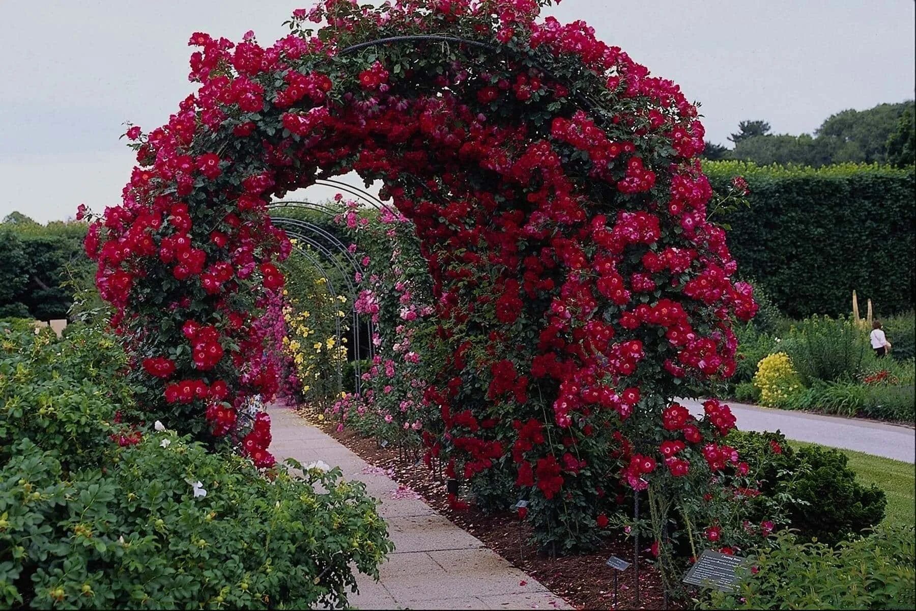 Плетущие розы в ландшафтном дизайне фото Download Garden Roses Pictures Wallpapers.com