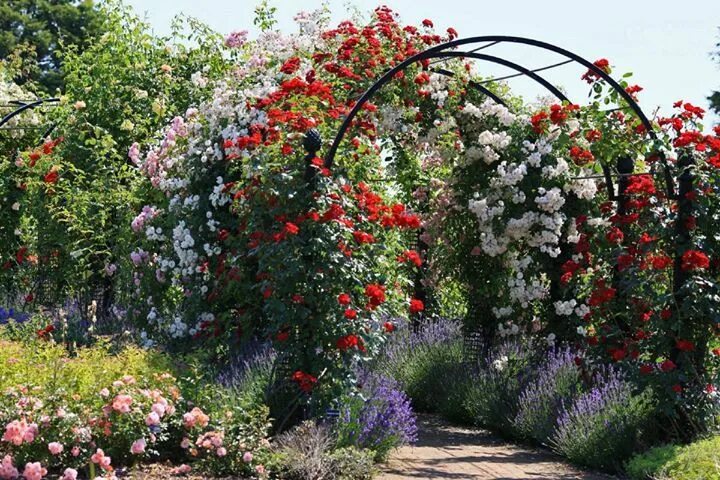 Плетущие розы в ландшафтном дизайне фото Üppig blühende Kletterrosen und Clematis erobern diesen Laubengang im Nu. Hier s