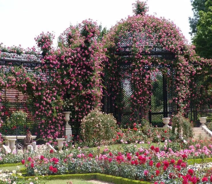 Плетущие розы в ландшафтном дизайне фото Resultado de imagem para roseraie du val de marne Dream garden, Most beautiful g