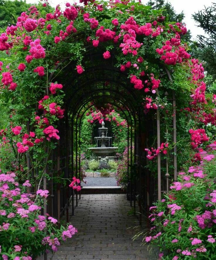 Плетущие розы в ландшафтном дизайне фото Pin by Sarvi on gardens Dream garden, Garden design, Garden arches