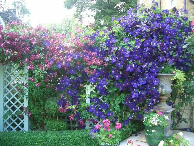 Плетущиеся цветы для беседки фото clematis - nice combination Climbing clematis, Clematis flower, Clematis