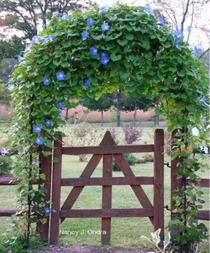 Плетущиеся цветы для беседки фото 12 Best Climbing Flowers for Pergolas and Trellises - Matchness.com Climbing flo