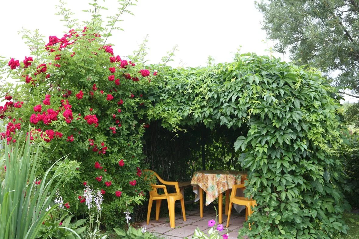 Плетущиеся цветы для беседки фото Вьющиеся растения : Parthenocissus quinquefolia-Виноград виргинский