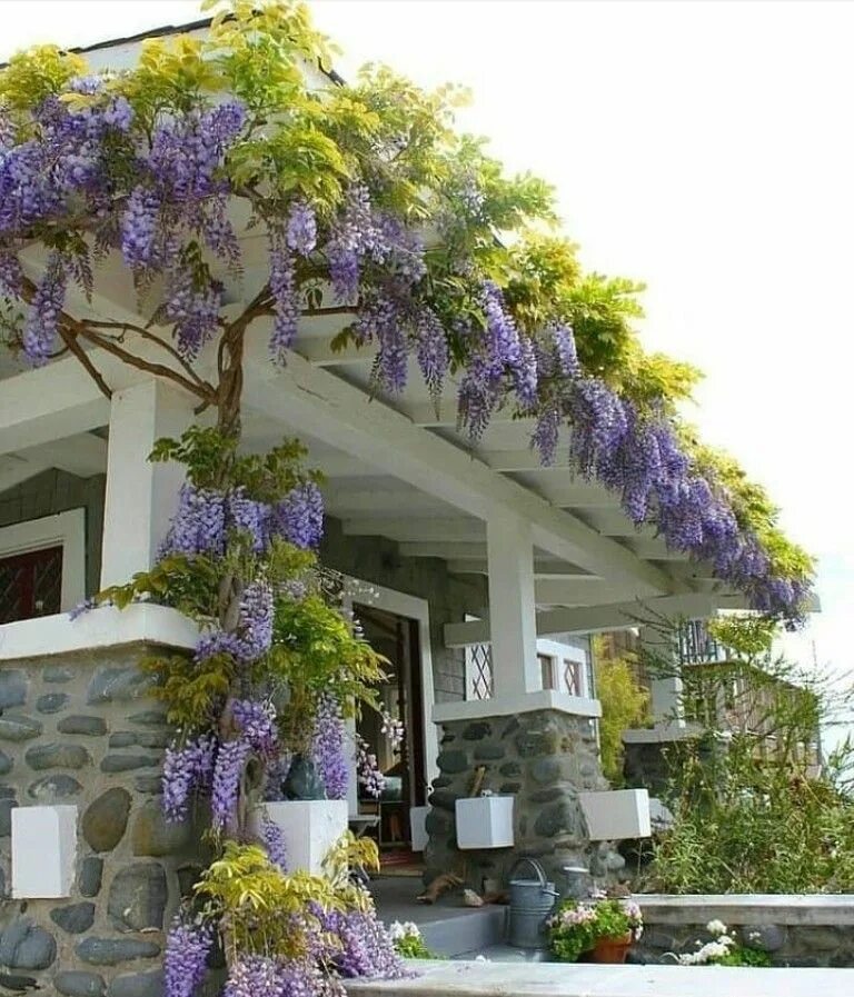 Плетущиеся цветы для беседки фото Pin by hale sumer on Mor salkımlar, begonviller. Backyard landscaping, Backyard 