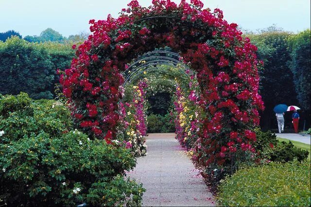 Плетущиеся цветы для беседки фото In the garden, trellises and arbors add great structure and are used to support 
