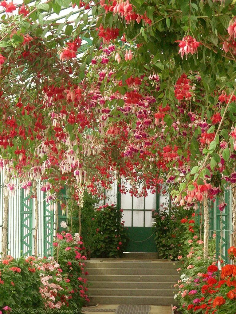 Плетущиеся цветы для беседки фото Fuchsias in Royal Greenhouse, Brussels Fuschia Dancing Ballerina. Jardins, Fleur