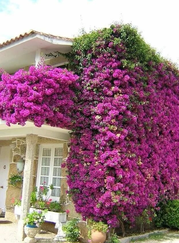 Плетущиеся цветы для беседки фото Pin on Jardines Planting flowers, Flowers perennials, Garden design