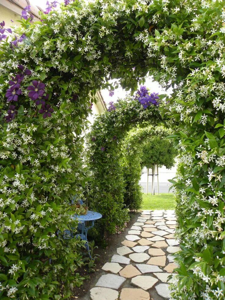 Плетущиеся цветы для беседки многолетники фото Path to garden Beautiful gardens, Cottage garden design, Dream garden