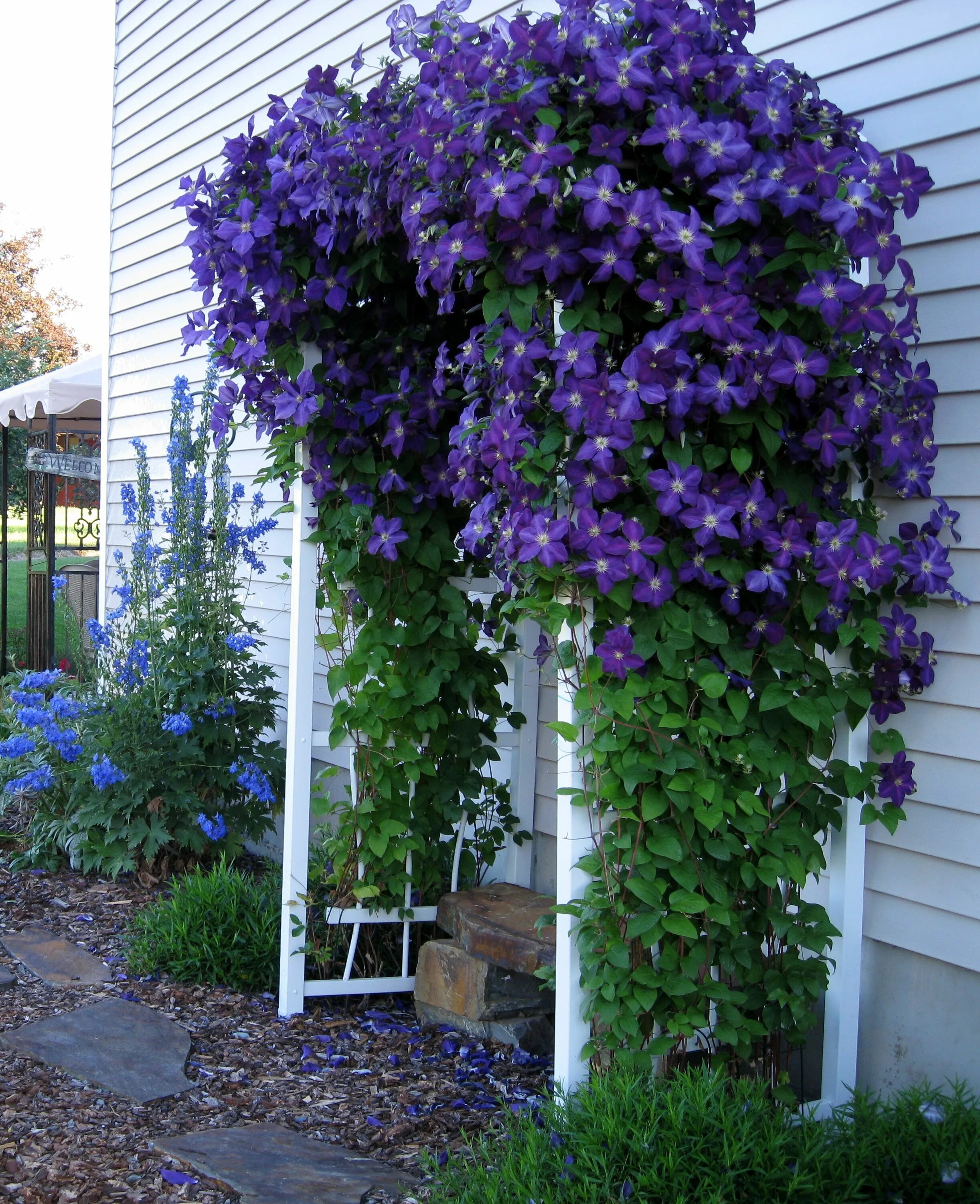 Плетущиеся цветы для беседки многолетники фото Pin on Flowers & Foliage #1 Front yard landscaping design, Front house landscapi