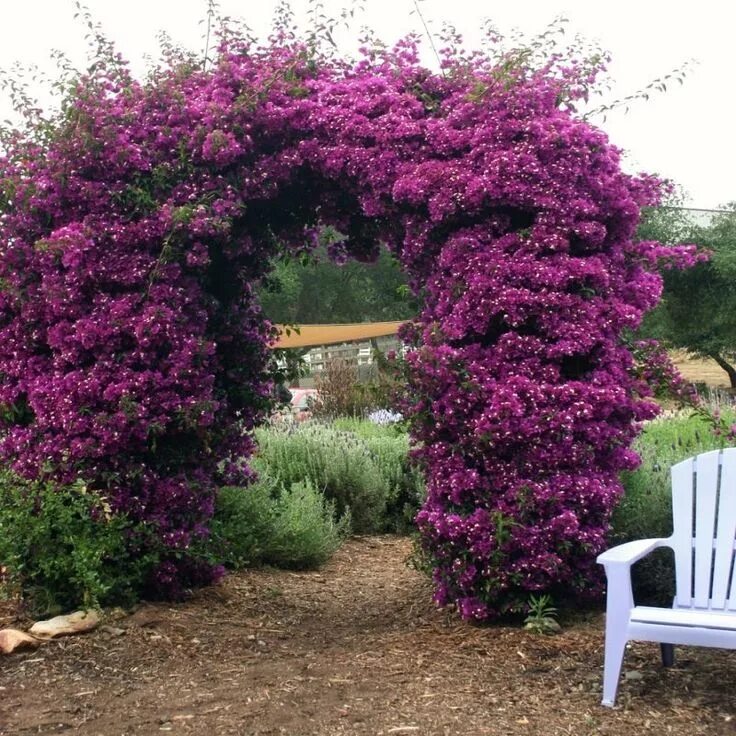 Плетущиеся цветы для беседки многолетники фото Hızlı Gönderim Tüplü Mor Begonvil Fidanı Satışı Dream garden, Beautiful gardens,