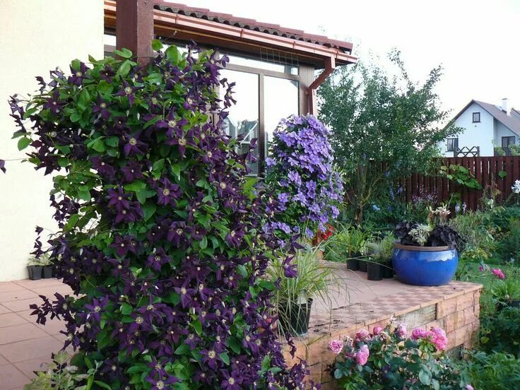 Плетущиеся цветы для беседки многолетники фото Clematis romantica Ломонос, Растения, Пергола