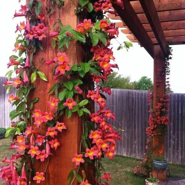 Плетущиеся цветы для беседки многолетники фото Cross vine growing on pergola #GardenVines Plants, Climbing flowers, Flowering v