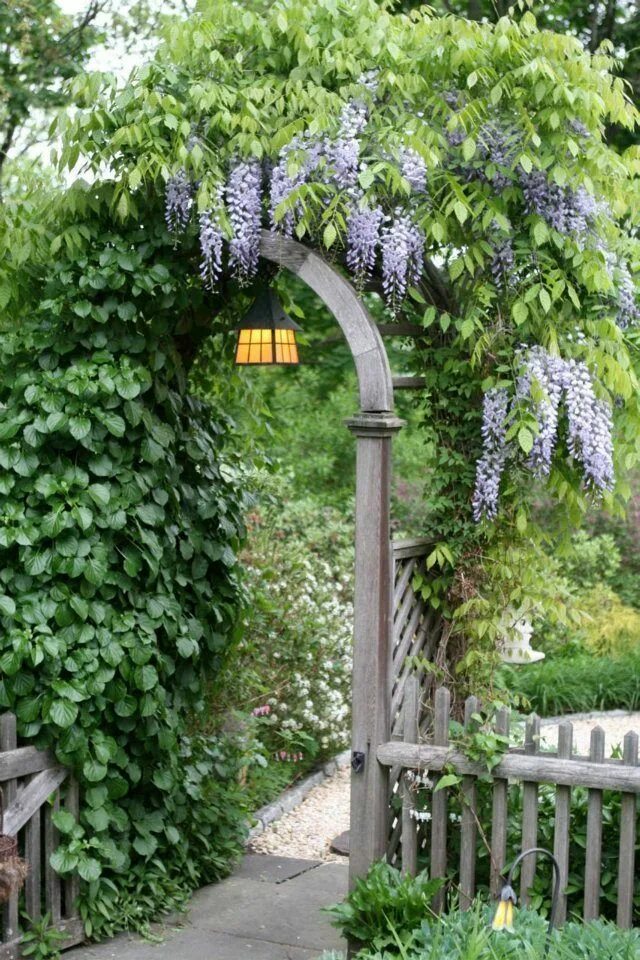 Плетущиеся цветы для беседки многолетники фото My inner landscape Garden gate design, Cottage garden, Garden gates and fencing