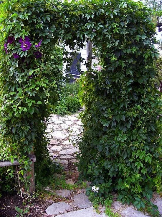 Плетущиеся цветы для беседки многолетники фото My Arbor Garden July 2010 - Real Country Living Virginia creeper, Climbing clema