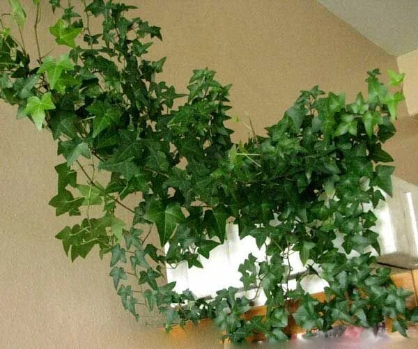 Плетущийся цветок комнатный название фото Плющ - Нedera: фото, условия выращивания, уход и размножение happyflora.ru Цвета