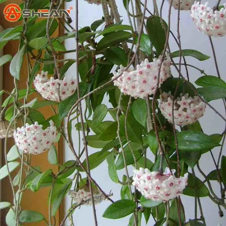 Плетущийся цветок комнатный название фото Pin by Slađana Račić on Isusov vijenac (Hoya) Orchid seeds, Orchid flower, Flowe