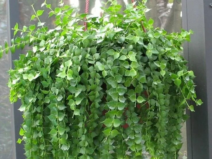 Плетущийся цветок комнатный название фото Пин от пользователя Ria Hills fine artist на доске Indoor plant care Висячие рас