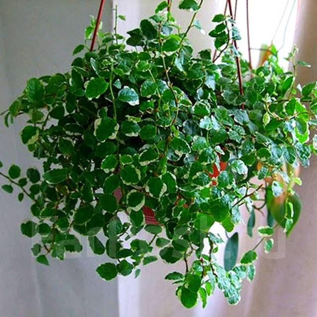 Плетущийся цветок комнатный название фото Фикус крохотный - Ficus pumila L, в наличии. Цена: 160 ₽ во Владивостоке