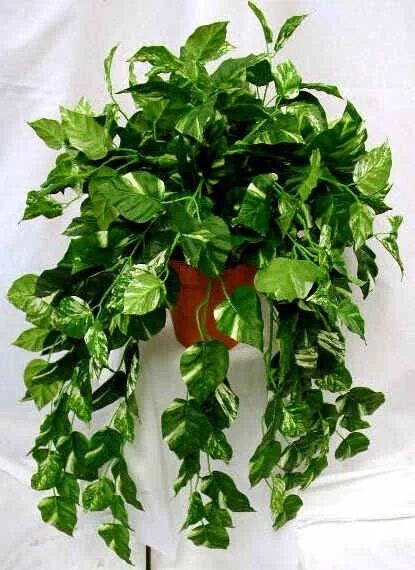 Плетущийся цветок комнатный название фото Sono considerate piante d&#39;appartamento o "piante ornamentali da apparta