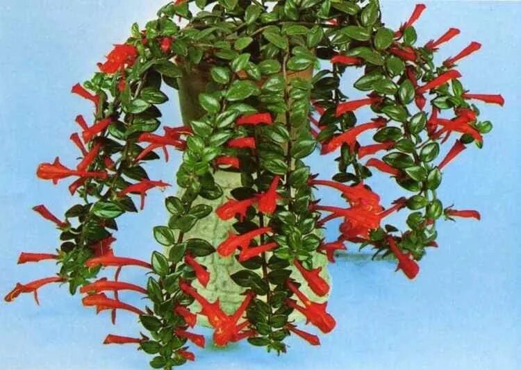 Плетущийся цветок комнатный название фото Columnea Microphylla Goldfish plant, Purple plants, Plants