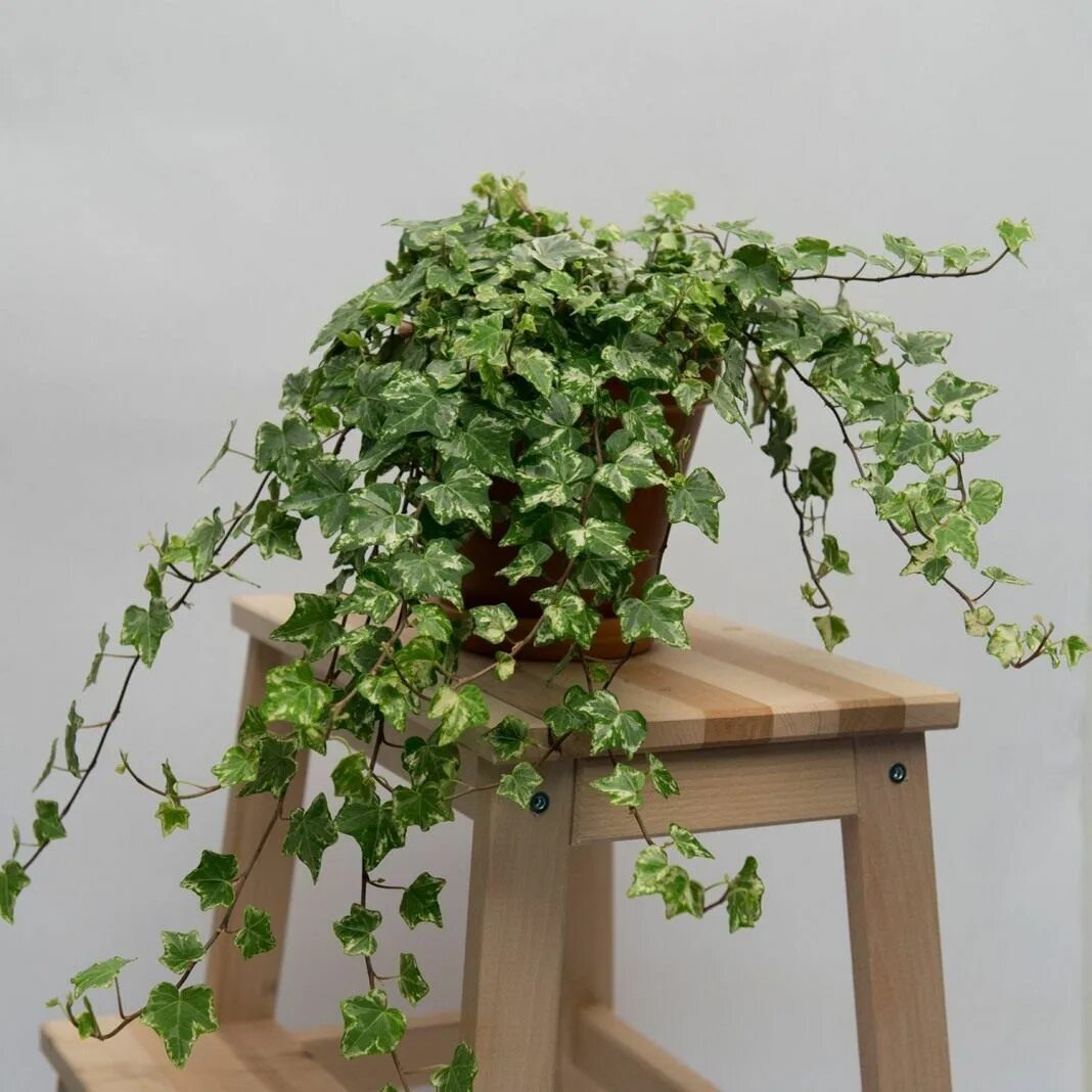 Плетутся комнатные цветы фото 8 лучших комнатных растений-фильтров Cultivo de plantas, Jardineria y plantas, P