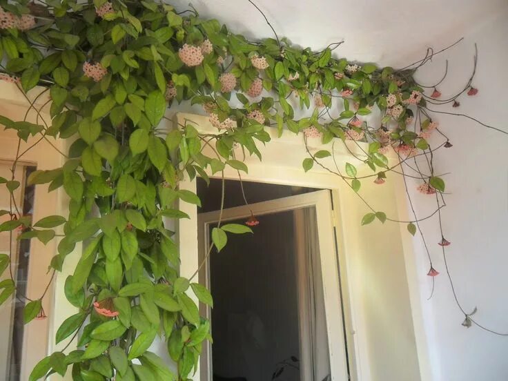 Плетутся комнатные цветы фото Картинки по запросу хойя в интерьере Hoya plants, House plants, Indoor vines