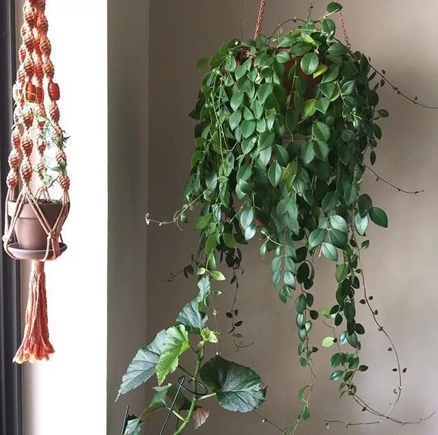 Плетутся комнатные цветы фото sirosoihtuköynnös - Aeschynanthus hildebrandtii Indoor vegetable gardening, Hang
