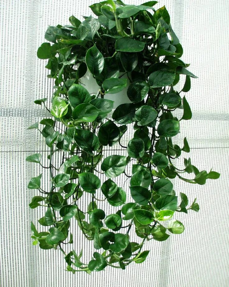 Плетутся комнатные цветы фото Philodendron Indoor vines, Popular house plants, Indoor plants